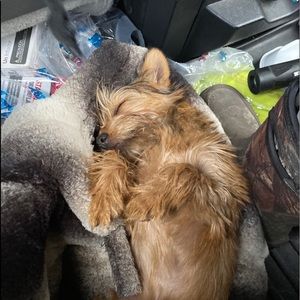 Meet your Posher, Angel